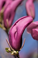 magnolia 2026.19 dt