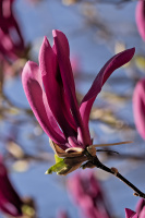 magnolia 2026.23 dt