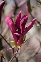 magnolia 2026.25 dt