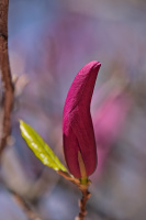 magnolia 2026.26 dt