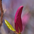 magnolia 2026.26 dt