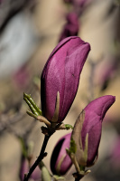 magnolia 2026.27 dt