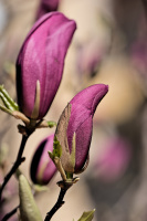 magnolia 2026.28 dt