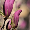 magnolia 2026.28 dt