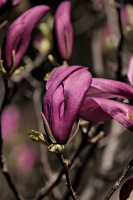 magnolia 2026.29 dt