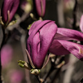 magnolia 2026.29 dt