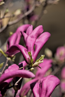magnolia 2026.30 dt
