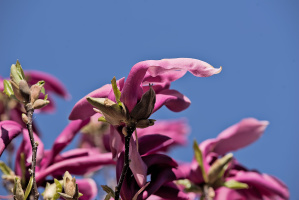 magnolia 2026.31 dt