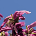 magnolia 2026.31 dt