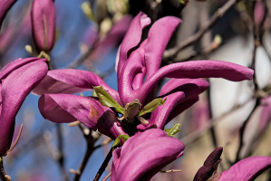 magnolia 2026.32 dt