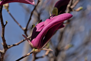 magnolia 2026.33 dt