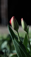 la tulipes 2026.012 dt