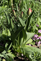 la tulipes 2026.013 dt