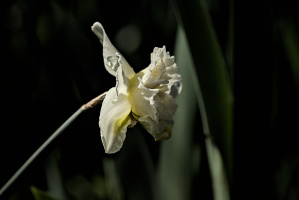 narcissus 2026.10 dt