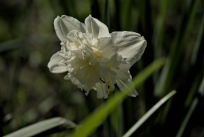 narcissus 2026.11 dt