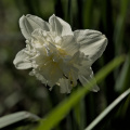 narcissus 2026.11 dt