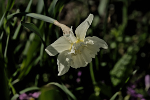 narcissus 2026.12 dt