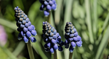 muscari 2026.01 dt