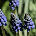 muscari 2026.01 dt