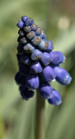 muscari 2026.02 dt