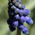 muscari 2026.02 dt