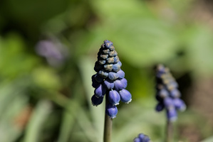 muscari 2026.03 dt