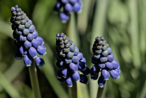 muscari 2026.04 dt