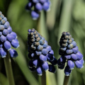 muscari 2026.04 dt