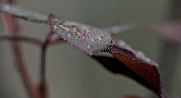 macro 2026.71 dt