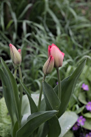 la tulipes 2026.014 dt