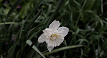 narcissus 2026.13 dt