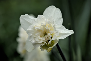 narcissus 2026.14 dt