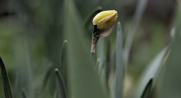la tulipes 2026.015 dt