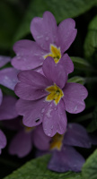 primula 2026.11 dt