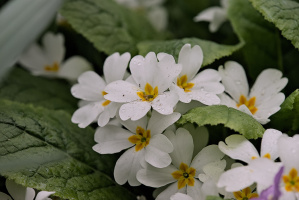 primula 2026.12 dt