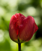 la tulipes 2026.016 dt