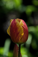 la tulipes 2026.015 dt
