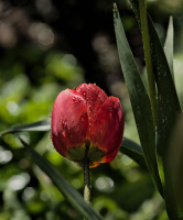 la tulipes 2026.017 dt