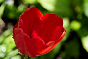 la tulipes 2026.018 dt