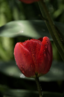 la tulipes 2026.019 dt