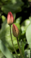 la tulipes 2026.022 dt