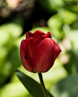 la tulipes 2026.023 dt