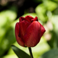 la tulipes 2026.023 dt