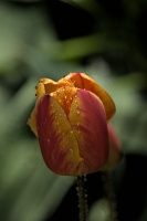 la tulipes 2026.024 dt