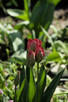 la tulipes 2026.025 dt