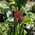 la tulipes 2026.025 dt