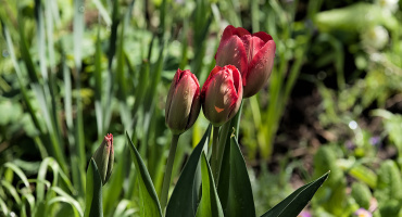la tulipes 2026.026 dt