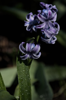 hyacinthus 2026.14 dt