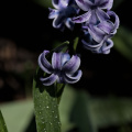 hyacinthus 2026.14 dt