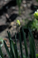narcissus 2026.16 dt